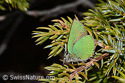 Callophrys rubi on Juniperus communis ssp. saxatilis (C253337)