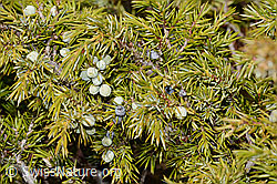 Alpen-Wacholder (Juniperus communis ssp. saxatilis) (C253375) Alpen-Wacholder (Juniperus communis ssp. saxatilis) (C253375)