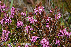 Erika (Erica carnea) (C253377)