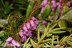 Erika (Erica carnea) (C253378)