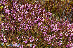 Erika (Erica carnea) (C253381)