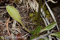 Viola calcarata (C253397)