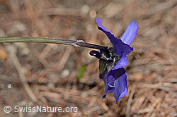 Viola calcarata (C253400)