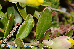 Buchsblättrige Kreuzblume (Polygala Chamaebuxus) (C253428)