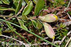 Buchsblättrige Kreuzblume (Polygala Chamaebuxus) (C253429)