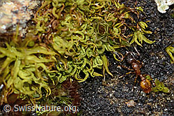 Foto: Temnothorax albipennis (Knotenameise)