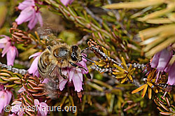 Honigbiene (Apis mellifera) auf Erika (Erica carnea) (26.05.2023, C253472)