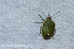 Foto: Wacholderwanze (Chlorochroa juniperina)