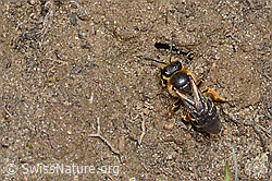 Rotbeinige Furchenbiene (Halictus rubicundus) (C253498)