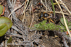 Rotbeinige Furchenbiene (Halictus rubicundus) (C253500)