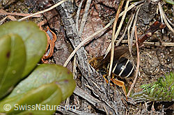 Rotbeinige Furchenbiene (Halictus rubicundus) (C253502)