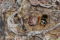Rotbeinige Furchenbiene (Halictus rubicundus) (C253503)