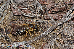 Rotbeinige Furchenbiene (Halictus rubicundus) (C253505)