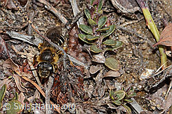 Rotbeinige Furchenbiene (Halictus rubicundus) (C253509)