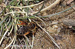 Rotbeinige Furchenbiene (Halictus rubicundus) (C253512)