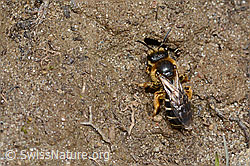 Rotbeinige Furchenbiene (Halictus rubicundus) (C253517)