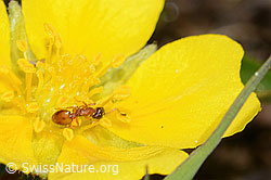 Foto: Temnothorax albipennis (Knotenameise) auf Grauflaumigem Fingerkraut (Potentilla pusilla)