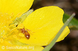 Grauflaumiges Fingerkraut (Potentilla pusilla)