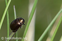 Brauner Blattkäfer (Chrysolina oricalcia) (26.05.2023, C253637)