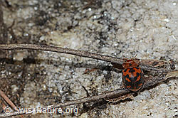 Foto: Vierundzwanzigpunkt-Marienkäfer (Subcoccinella vigintiquatuorpunctata)