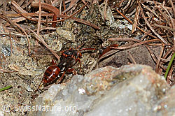 Nomada similis (C253689)
