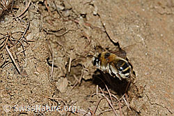 Gebänderte Pelzbiene (Anthophora aestivalis) (C253712)