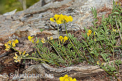 Schopfiger Hufeisenklee (Hippocrepis comosa) (C253735) Schopfiger Hufeisenklee (Hippocrepis comosa) (C253735)