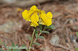 Schopfiger Hufeisenklee (Hippocrepis comosa) (C253736) Schopfiger Hufeisenklee (Hippocrepis comosa) (C253736)