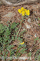 Schopfiger Hufeisenklee (Hippocrepis comosa) (C253737) Schopfiger Hufeisenklee (Hippocrepis comosa) (C253737)