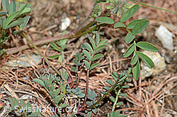 Schopfiger Hufeisenklee (Hippocrepis comosa) (C253739) Schopfiger Hufeisenklee (Hippocrepis comosa) (C253739)