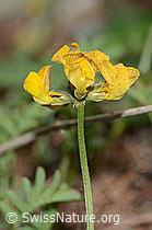 Schopfiger Hufeisenklee (Hippocrepis comosa) (C253746) Schopfiger Hufeisenklee (Hippocrepis comosa) (C253746)
