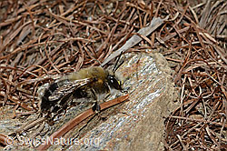 Gebänderte Pelzbiene (Anthophora aestivalis) (C253758)
