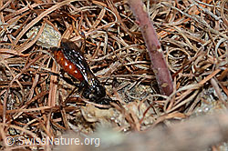 Foto: Gewöhnliche Blutbiene (Sphecodes ephippius)
