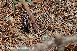 Foto: Gewöhnliche Blutbiene (Sphecodes ephippius)
