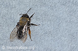 Erzfarbene Düstersandbiene (Andrena nigroaenea) (26.05.2023, C253769)