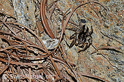 Aelurillus v-insignitus (C253788)