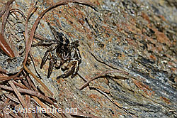 Aelurillus v-insignitus (C253789)