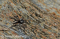 Aelurillus v-insignitus (C253790)