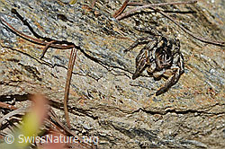 Aelurillus v-insignitus (C253792)