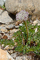 Zwerg-Mutterwurz (Ligusticum mutellinoides) (08.07.2023, C263076)