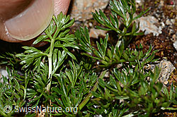 Zwerg-Mutterwurz (Ligusticum mutellinoides) (C263081) Zwerg-Mutterwurz (Ligusticum mutellinoides) (C263081)
