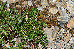 Zwerg-Mutterwurz (Ligusticum mutellinoides) (C263082) Zwerg-Mutterwurz (Ligusticum mutellinoides) (C263082)
