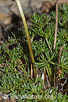 Zwerg-Mutterwurz (Ligusticum mutellinoides) (C263083) Zwerg-Mutterwurz (Ligusticum mutellinoides) (C263083)