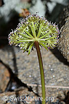Zwerg-Mutterwurz (Ligusticum mutellinoides) (C263085) Zwerg-Mutterwurz (Ligusticum mutellinoides) (C263085)