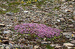 Kalk-Polsternelke (Silene acaulis) (C263096) Kalk-Polsternelke (Silene acaulis) (C263096)