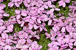 Kalk-Polsternelke (Silene acaulis) (C263097) Kalk-Polsternelke (Silene acaulis) (C263097)