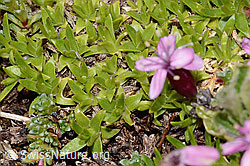 Kalk-Polsternelke (Silene acaulis) (C263100) Kalk-Polsternelke (Silene acaulis) (C263100)