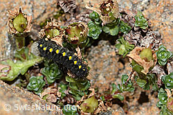 Zweiblütiger Steinbrech (Saxifraga biflora)