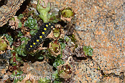 Alpen-Widderchen Raupe (Zygaena exulans) an Zweiblütigem Steinbrech (Saxifraga biflora) (C263157) Alpen-Widderchen Raupe (Zygaena exulans) an Zweiblütigem Steinbrech (Saxifraga biflora) (C263157)