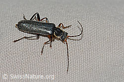 Foto: Cantharis pagana (Weichkäfer)